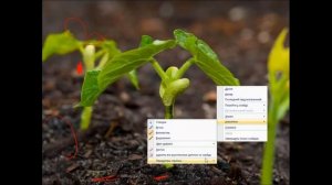 Морфология и видоизменения побегов 1 часть. 10 урок по онлайн-кружку по биологии по теме:"Ботаника".