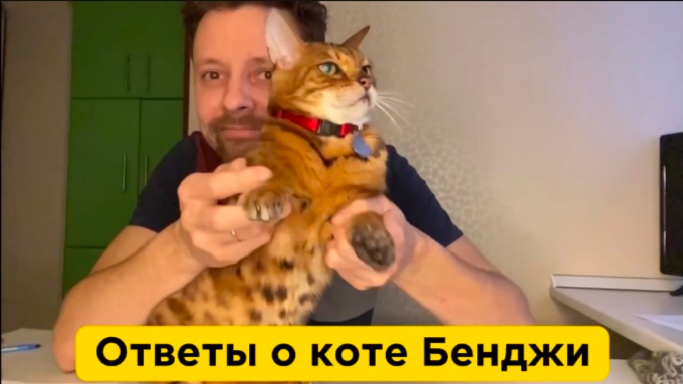 Ответы на ваши вопросы о моем коте Бенджи смотреть онлайн