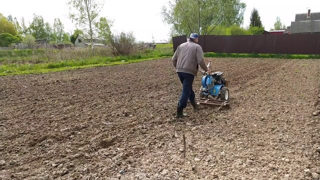 Борона для мотоблока. Боронование картофеля. смотреть онлайн
