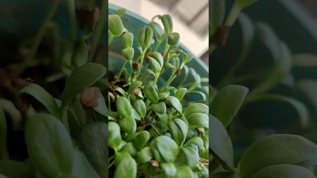 Grow Methi/ fenugreek plants at home #shorts #methi #plants смотреть онлайн