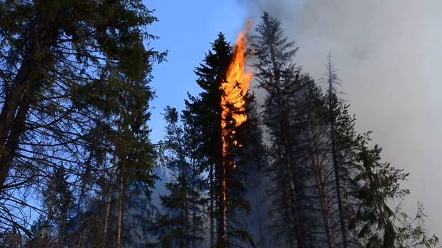 Горит лес на Кирзаводе, Ri-tv смотреть онлайн