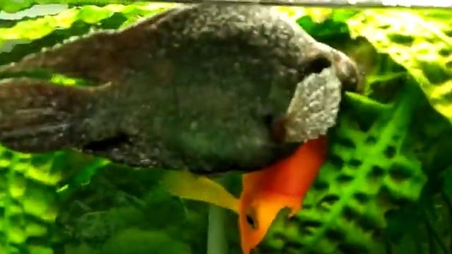 Синий попугай болел ихтиком