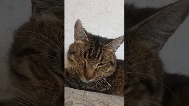 несплю смотреть онлайн