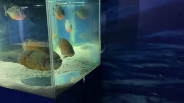 Зимний Геленджик. Парк Олимп, виды с канатной дороги и зоопарк. смотреть онлайн