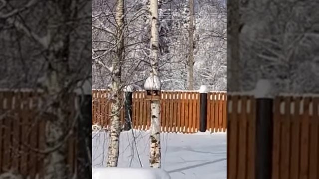 Птичья столовая смотреть онлайн