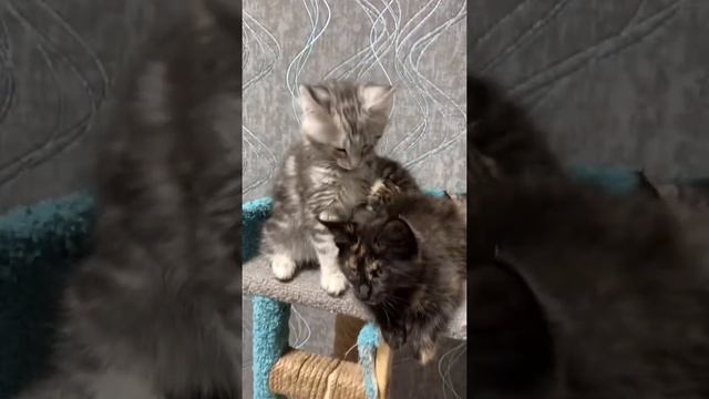 Милые котята. смотреть онлайн