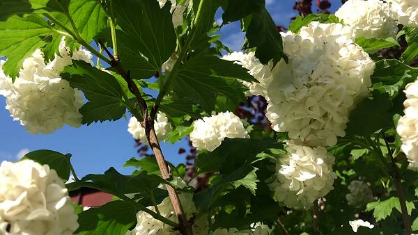 Бульденеж - настоящая жемчужина сада.