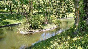 Елфимов Пётр - Белые росы ( cover Савелий Долгобродский )