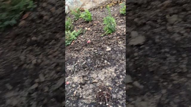 Анемона дубравная смотреть онлайн