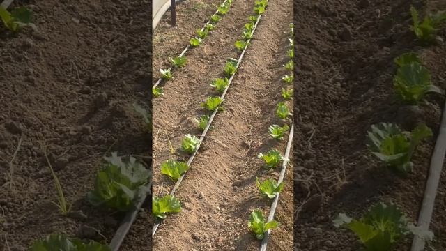 Готовый гостя