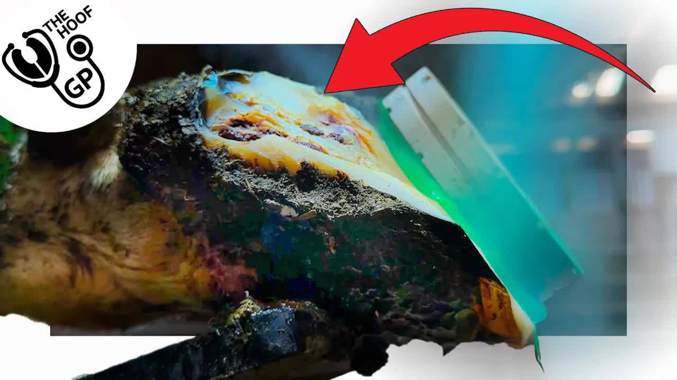 HORRENDOUS HOOF ... Turns To Perfection?