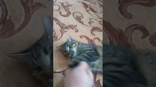 даймоспать смотреть онлайн