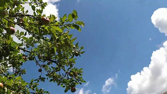 ЖАРА ВЕРНУЛАСЬ В ГАМБУРГ плюс 33 смотреть онлайн