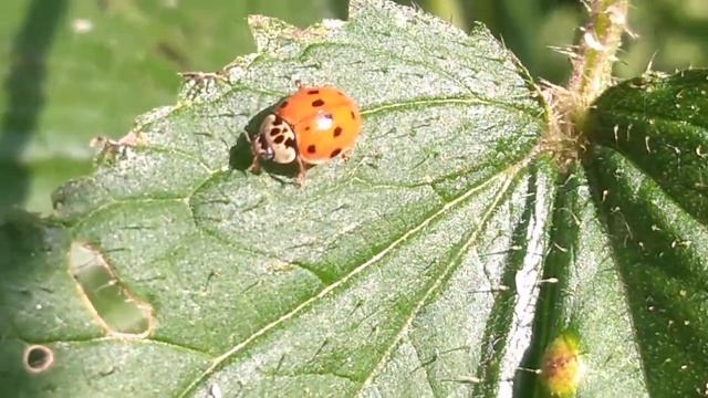 Божья коровка 🐞🐞🐞 смотреть онлайн