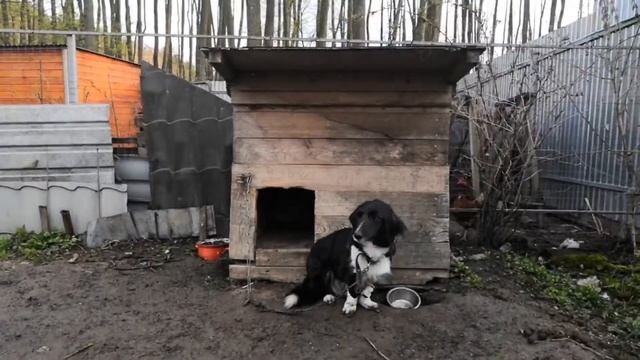 "Кто такие ветеринары" ( в рамках проекта "Профессии вокруг нас") смотреть онлайн