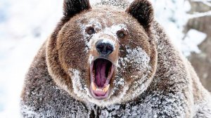 Бурый медведь - Интересные факты