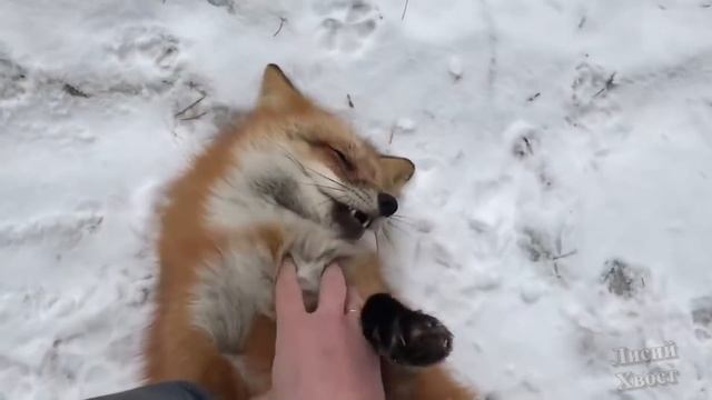 ЛИ СЯО. Лиса - Алиса. Лисье застолье. И подстолье. И чуть-чуть настолья. Забавные моменты. (Сборник смотреть онлайн