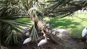 Надя Колорадо. Чудит Надя