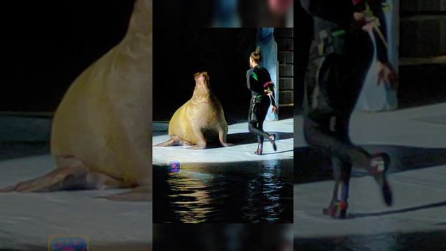 Морж делает Титаник, мило танцует и смущается🥰❤️