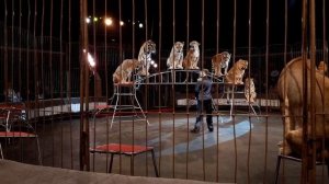 ЦИРК ИМПЕРИЯ ЛЬВИЦ//ПОТРЯСАЮЩЕЕ ПРЕДСТАВЛЕНИЕ