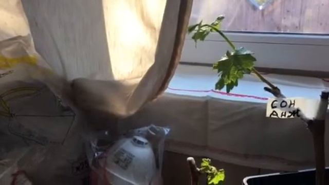 Зимние заботы и подготовка к новому виноградному сезону 2020г. смотреть онлайн