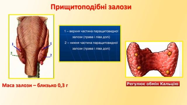 Урок №3 Залози внтуршіньої та змішаної секреції смотреть онлайн