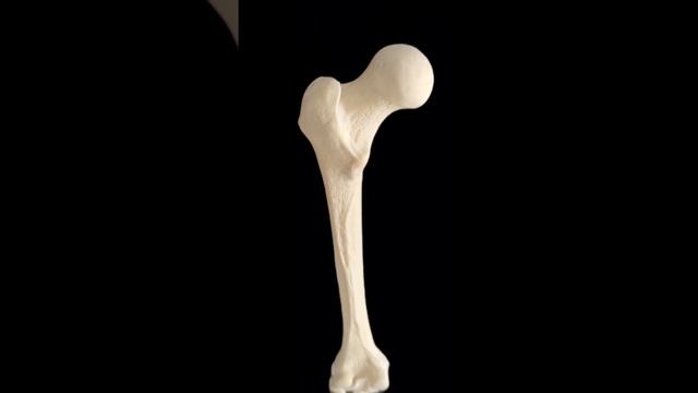 Including femur, tibia, containing cancellous bone; fibula is solid material #anatomy #surgery смотреть онлайн