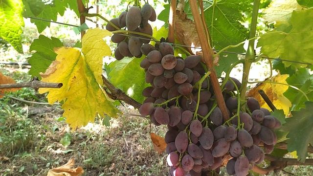 Гф Эйфория селекции Калугина В. М . Бес проблемный виноград.