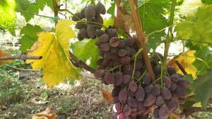 Гф Эйфория селекции Калугина В. М . Бес проблемный виноград.