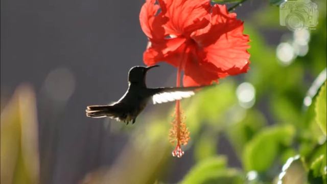 Flor formosa BAU смотреть онлайн