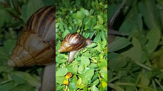 #Shorts VỀ MIỀN TÂY - ỐC SÊN P1436 смотреть онлайн