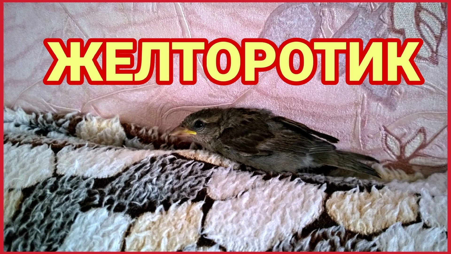 Желторотик воробей вытянулся как сосиска! смотреть онлайн