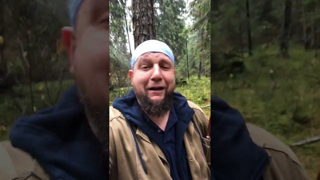 А вы любите собирать грибы? смотреть онлайн