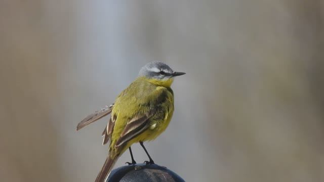 Иртышъ 06.06.2024