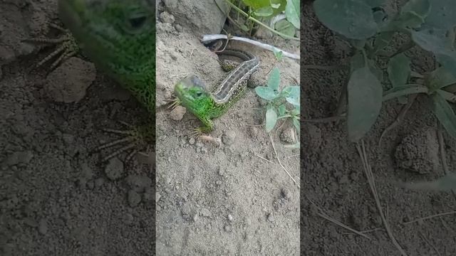 31 мая 2023 г. смотреть онлайн