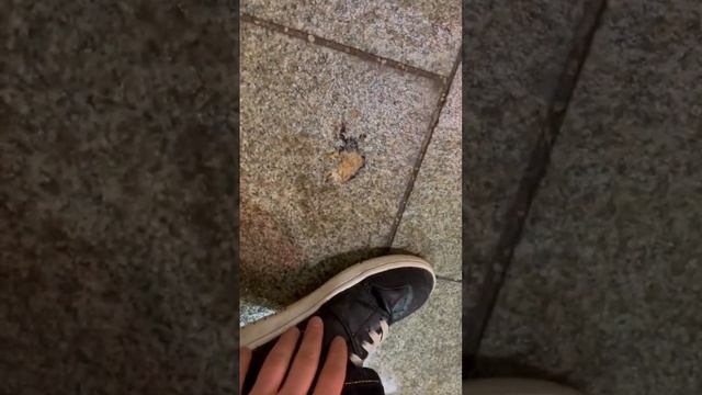 Кумыс #фurka #shorts смотреть онлайн