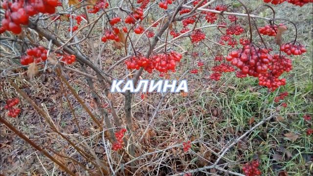 Ягоды осенью. Блины. смотреть онлайн