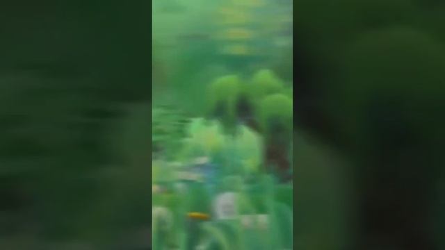 О чём был Лунтик Х Проклятый Омлет часть 1 #shorts смотреть онлайн