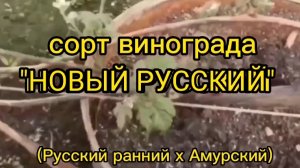 сорт винограда «НОВЫЙ РУССКИЙ»