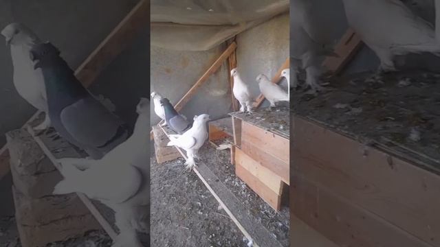 учма окни каттиклари +998907660371 Сотилади 8 та бор 1 300 000 сумга бераман смотреть онлайн