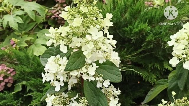 Метельчатая гортензия Pink Lady смотреть онлайн