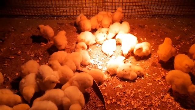 НАША МАШКА. КУПИЛИ БРОЙЛЕРОВ смотреть онлайн
