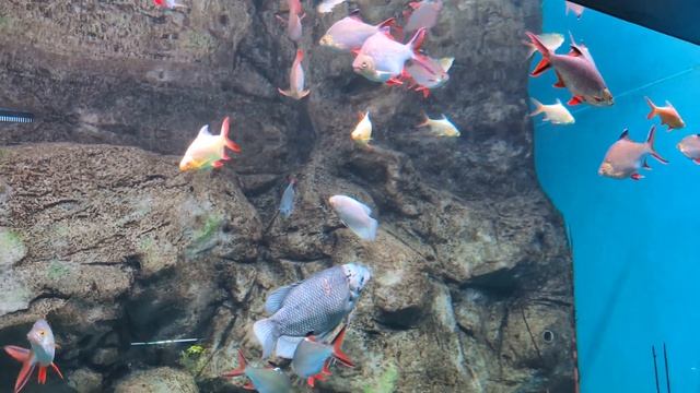Rybki w CEE Egzotarium #fish #4k #aquarium 1/2 смотреть онлайн