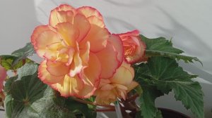 Три красивых сорта Бегонии