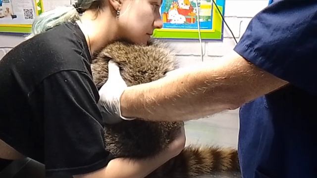 Енот из контактного зоопарка