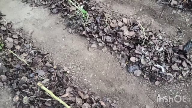 Что я делаю ночью под соседским забором???) смотреть онлайн