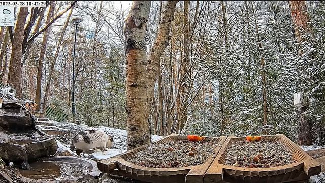Кот хотел перекусить, кто то напугал. Здесь тоже зима примчалась #Польша смотреть онлайн