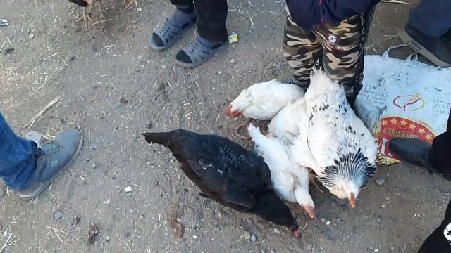 молбозори (зоорынок)  Исфара