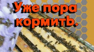 Зимовка пчел в январе. Уже пора кормить пчел !