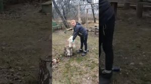 Убийство утки